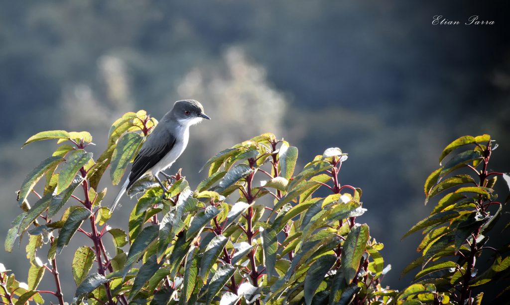 Fotografía de un Diucon posado en una rama en la región de la Patagonia, mostrando su plumaje gris y blanco.