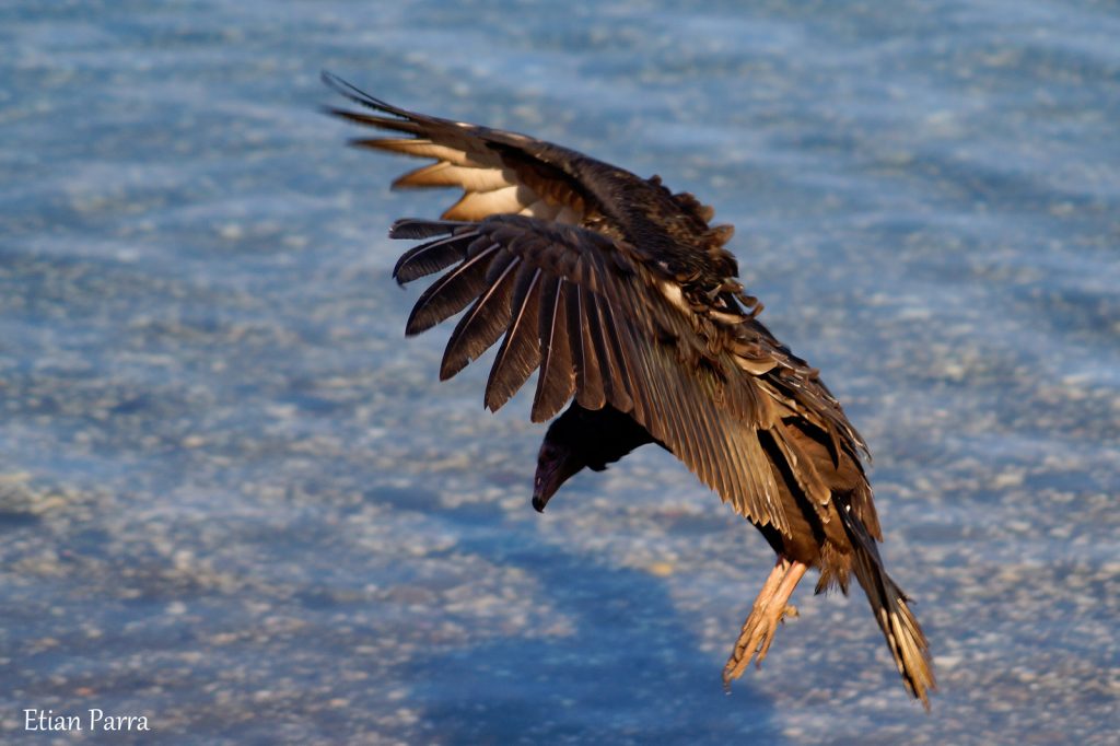 Fotografía de un Jote de Cabeza Negra volando sobre el mar en Puerto Montt