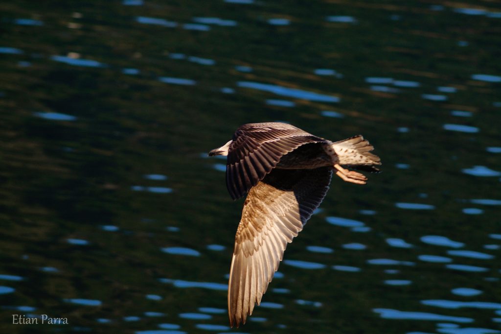 Fotografía de una Gaviota Negra volando sobre el océano en la costa de Valdivia, Chile.